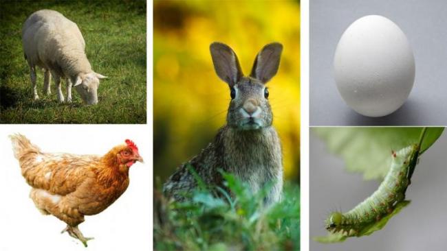 Collage av høne, hare, lam og egg (påskebilde)