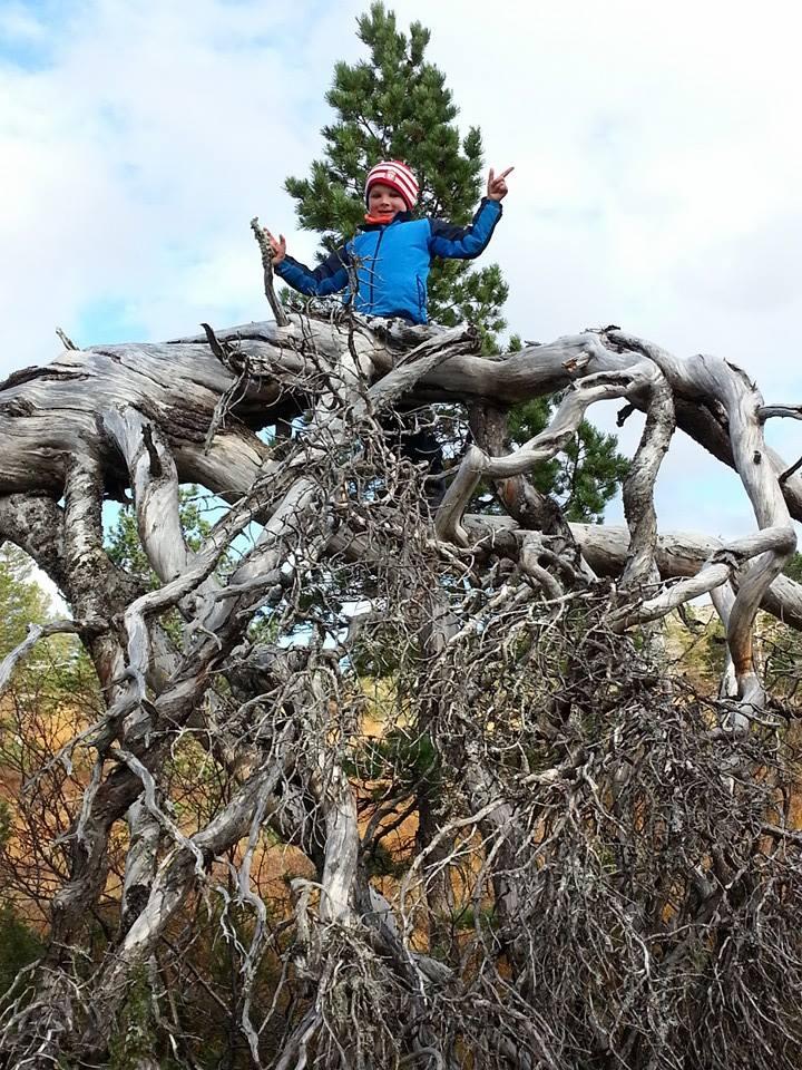 På rot