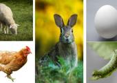 Collage av høne, hare, lam og egg (påskebilde)